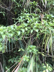 Clermontia parviflora