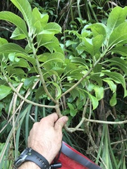 Clermontia parviflora