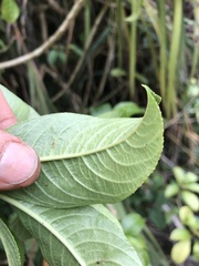 Clermontia parviflora