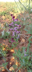 Fumaria officinalis officinalis