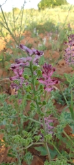 Fumaria officinalis officinalis