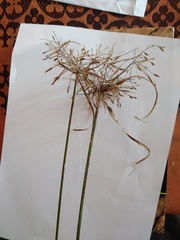 Cyperus longus tenuiflorus