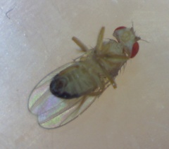 Drosophila melanogaster
