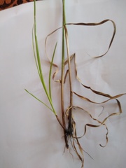 Cyperus longus tenuiflorus