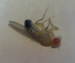 Drosophila melanogaster