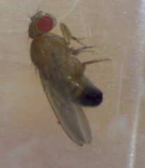 Drosophila melanogaster