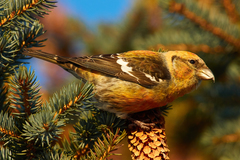 Two-Barred Crossbill photo 1