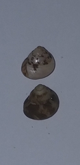 Steromphala adansonii