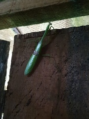 Stagmatoptera binotata