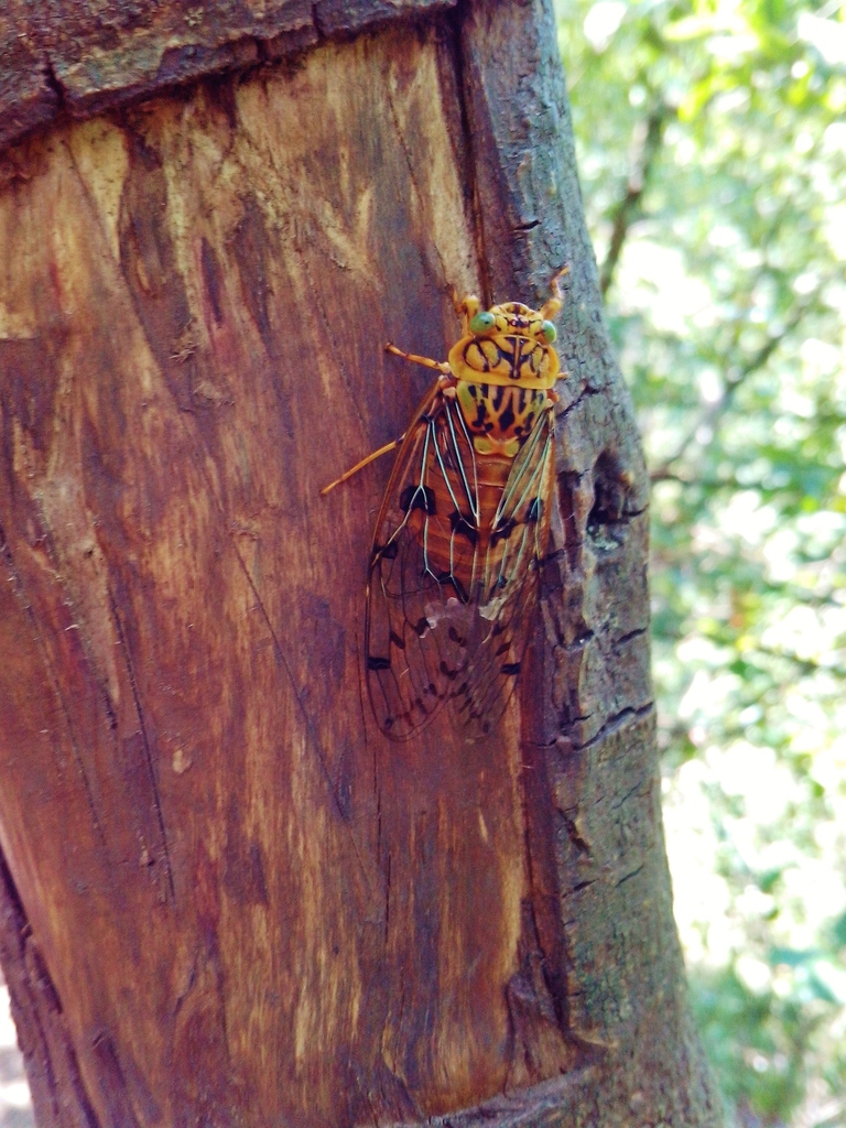 Procollina nuevoleonensis
