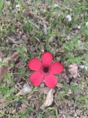 Linum grandiflorum