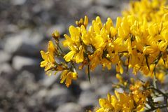 Genista scorpius