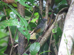 Hypocnemis peruviana