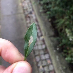 Phyllonorycter leucographella