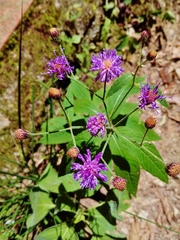 Vernonia greggii