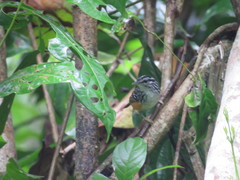 Hypocnemis peruviana