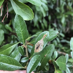 Phyllonorycter leucographella