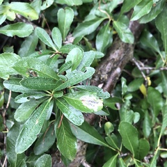 Phyllonorycter leucographella