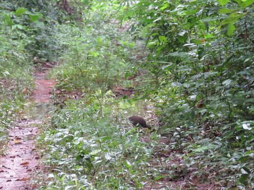 Cinereous Tinamou (Crypturellus cinereus), photo 5