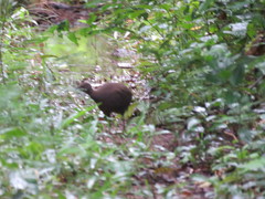 Crypturellus cinereus