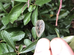 Phyllonorycter leucographella