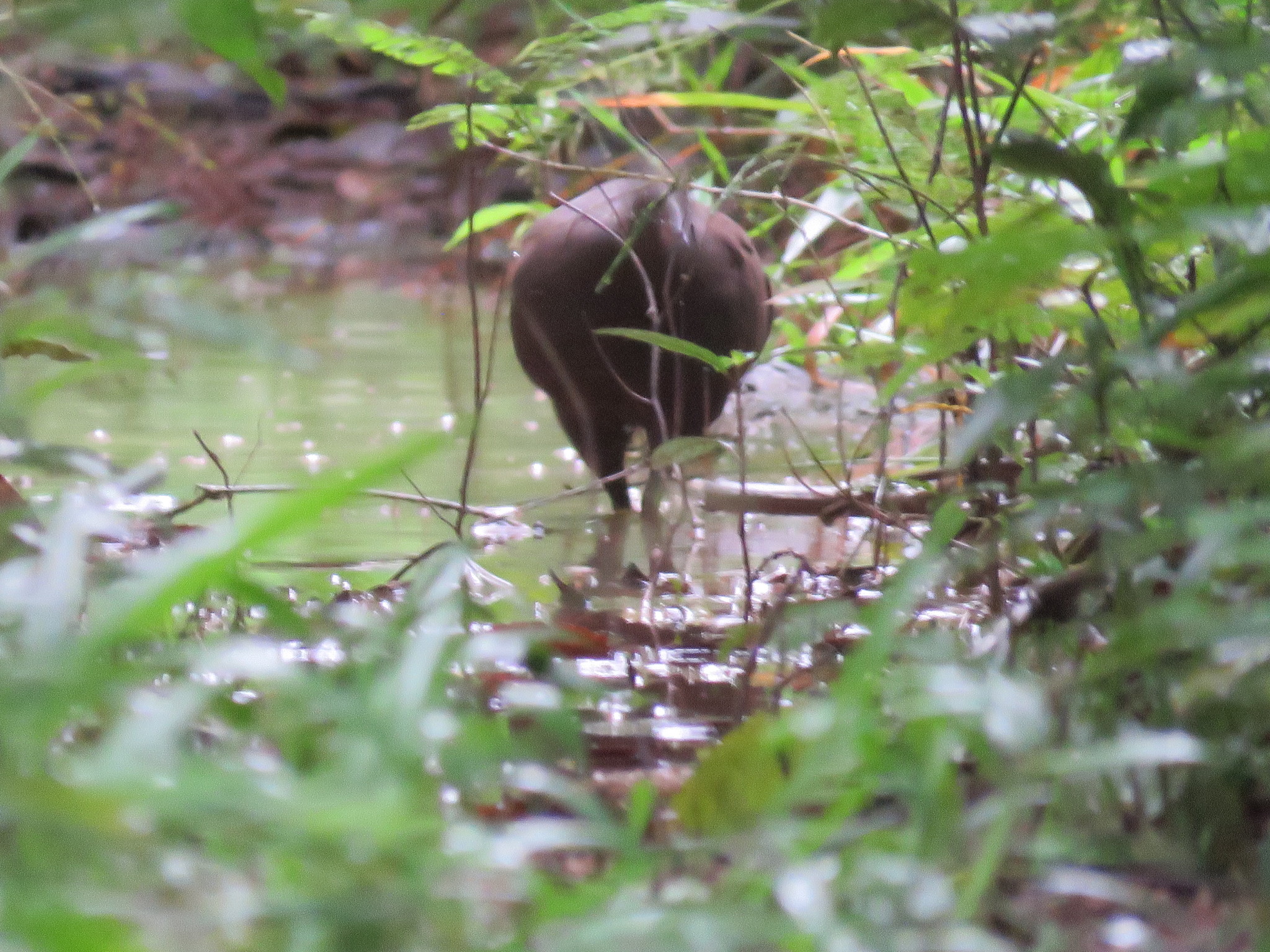 Cinereous Tinamou (Crypturellus cinereus)
