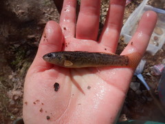 Etheostoma crossopterum