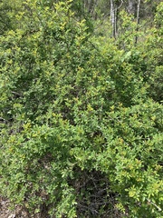 Magnoliopsida