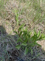 Plectocephalus americanus