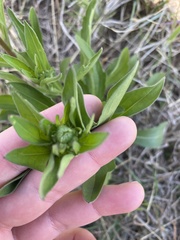 Plectocephalus americanus
