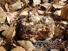 Daleomyces phillipsii