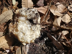 Daleomyces phillipsii