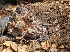 Daleomyces phillipsii