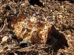 Daleomyces phillipsii