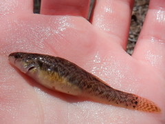 Etheostoma crossopterum