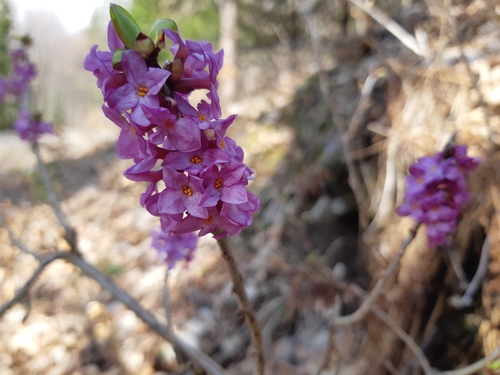 lykovec jedovatý (Daphne mezereum)