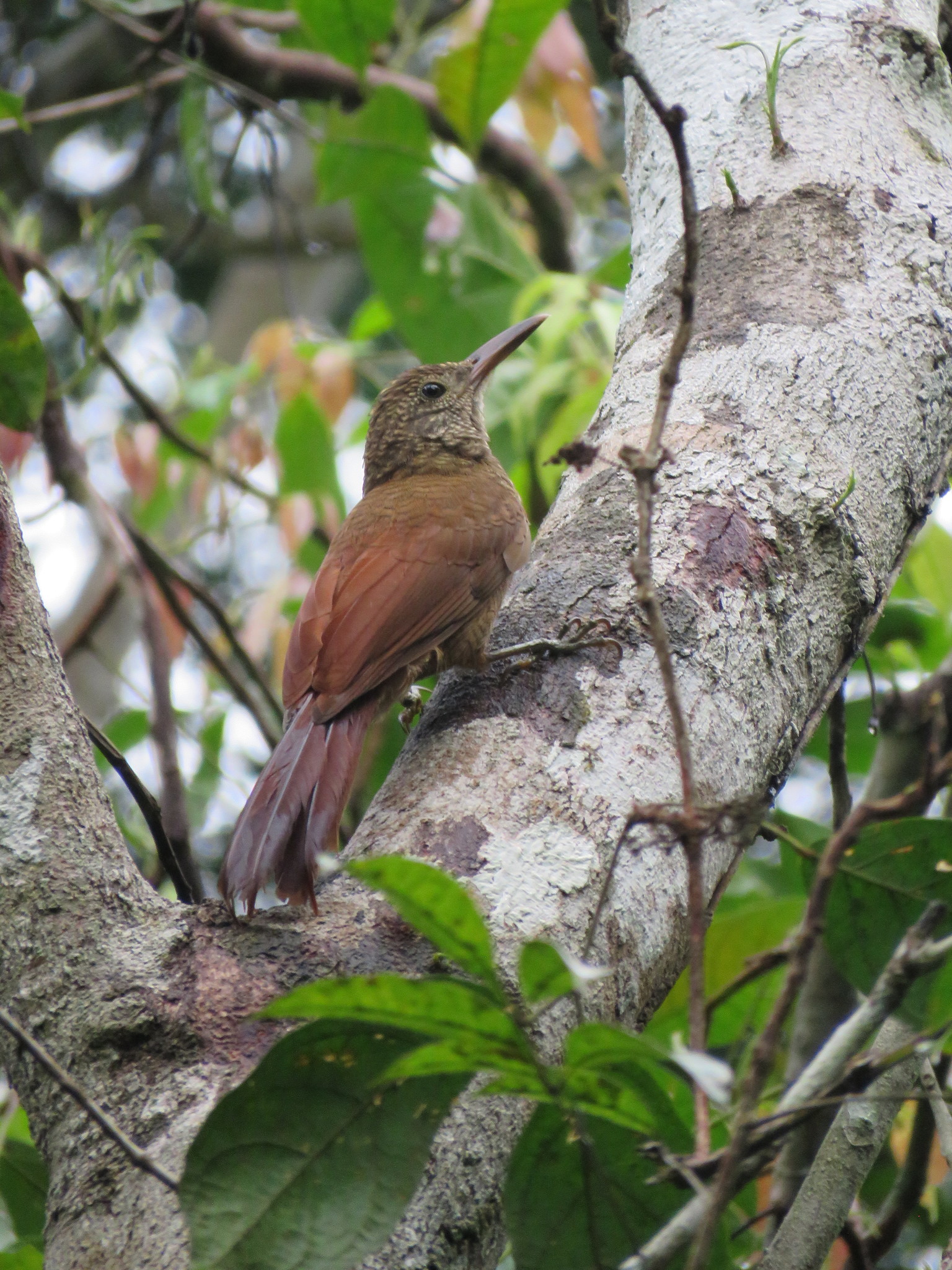 Amazonian Barred Woodcreeper (Dendrocolaptes certhia), photo 3