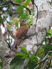 Dendrocolaptes certhia