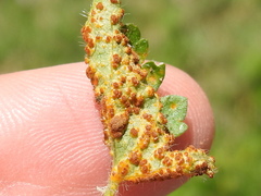 Puccinia modiolae