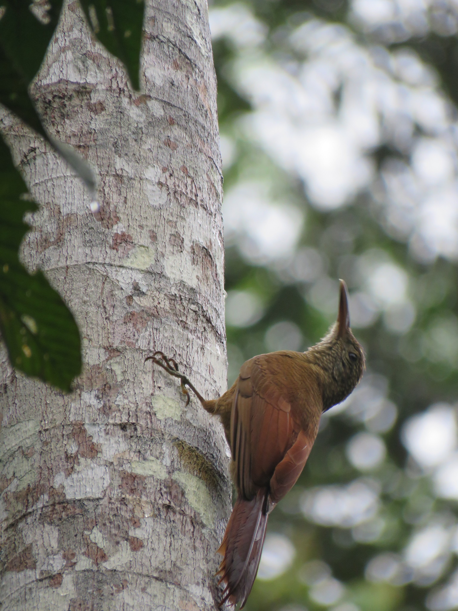 Amazonian Barred Woodcreeper (Dendrocolaptes certhia), photo 4