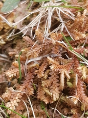 Selaginella helvetica