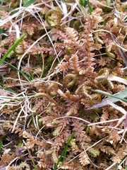 Selaginella helvetica