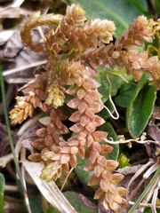 Selaginella helvetica