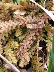 Selaginella helvetica