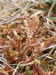 Selaginella helvetica