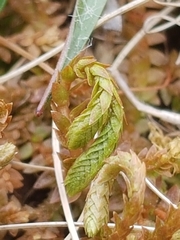 Selaginella helvetica