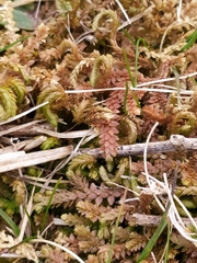 Selaginella helvetica