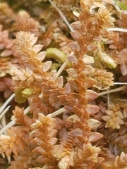 Selaginella helvetica