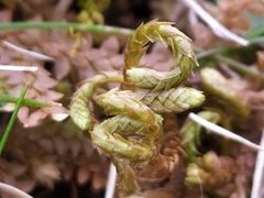 Selaginella helvetica