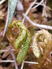 Selaginella helvetica